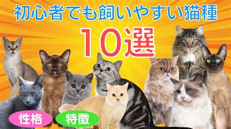 1. 小型で飼いやすい