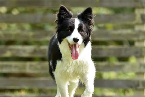 1. 小型または中型の犬種