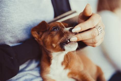 1. 愛犬が噛む理由