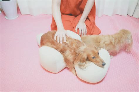 1. 愛犬との絆を深める