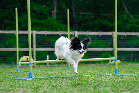 1. 愛犬のサイズと種類に合わせて