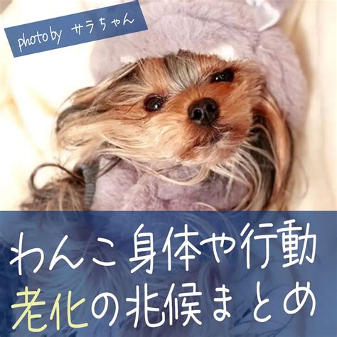 1. 愛犬の老化を知る