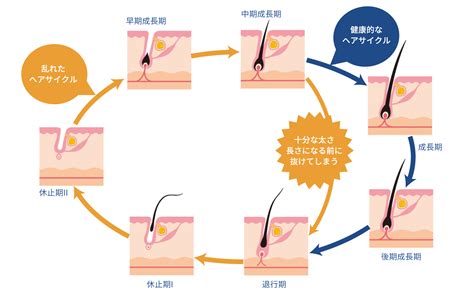 1. 毛の乾燥促進と保温