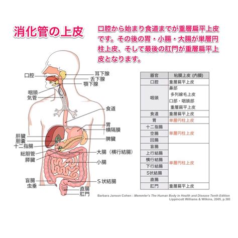 1. 消化器系の問題