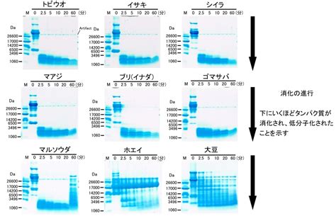 1. 消化性の高さ