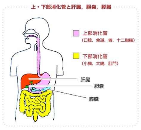 1. 消化管出血