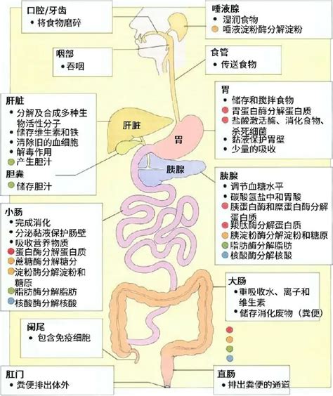 1. 消化食物