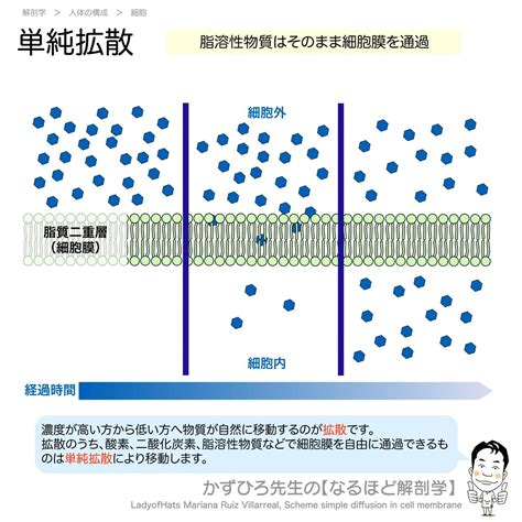 1. 濃度が低い