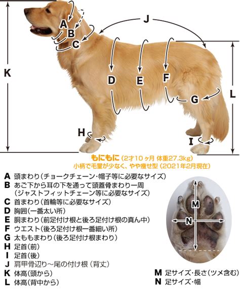 1. 犬のサイズと体型