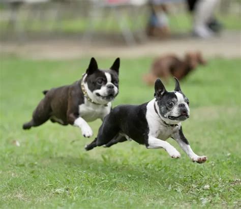 1. 犬のサイズに合ったドッグランを選ぶ