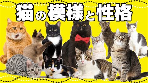 1. 猫の選択