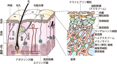 1. 皮膚の脂