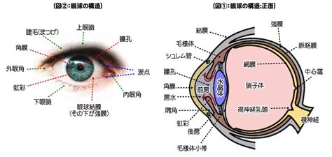 1. 眼球の潤い: