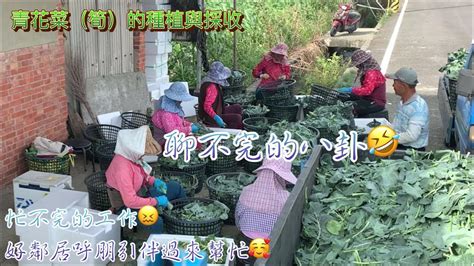 1. 種植與採收