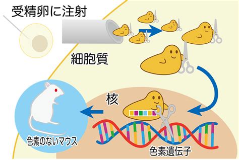 1. 育種技術: