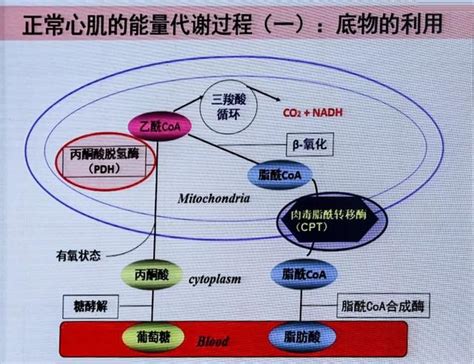 1. 能量代謝：