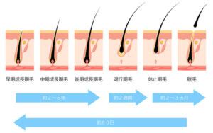 1. 脱毛期