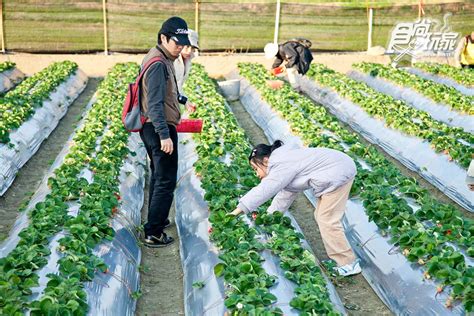 1. 自行採草莓（建議時段：早上8:00-11:00）