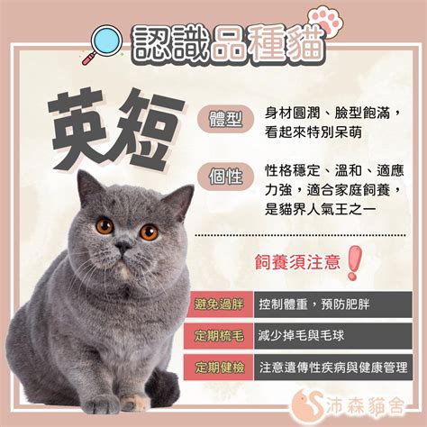 1. 薰衣草貓是否適合家庭飼養？