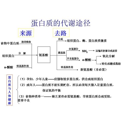 1. 蛋白質代謝