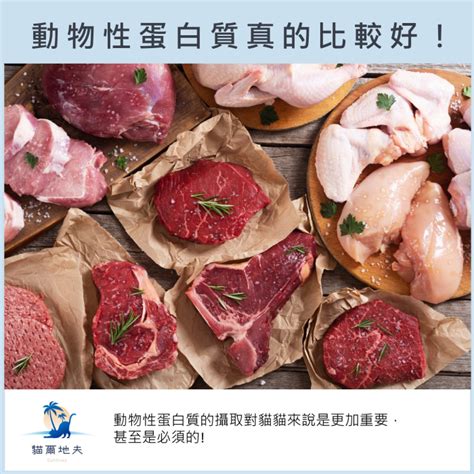 1. 豐富的動物性蛋白質，滿足貓咪肌肉需求