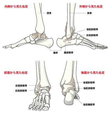 1. 関節の保護: