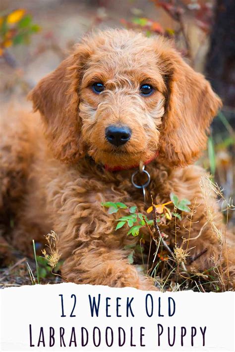 1. 12-Week-Old Labradoodle: Bella