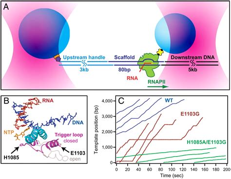 1. A Guardian of Transcriptional Fidelity: