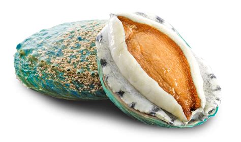 1. Abalone Crystal: The Enchanting Gem of the Sea