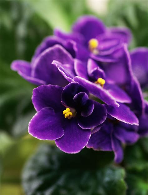 1. African Violet