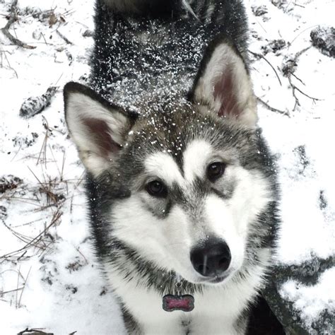 1. Alaskan Malamute: The Mighty Workhorse