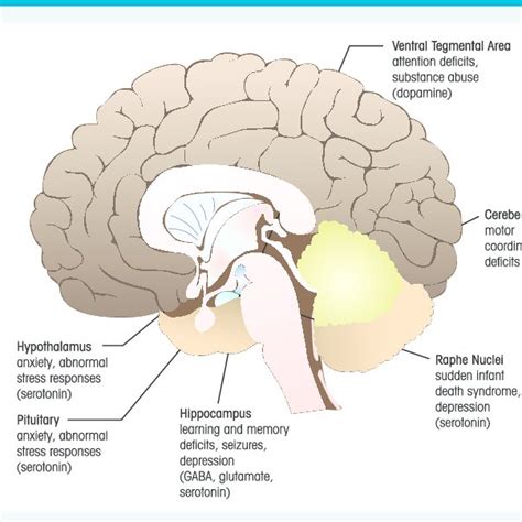 1. Alterations in Brain Chemistry: