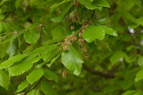 1. American Beech