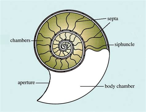 1. Ammonite Formation and Structure