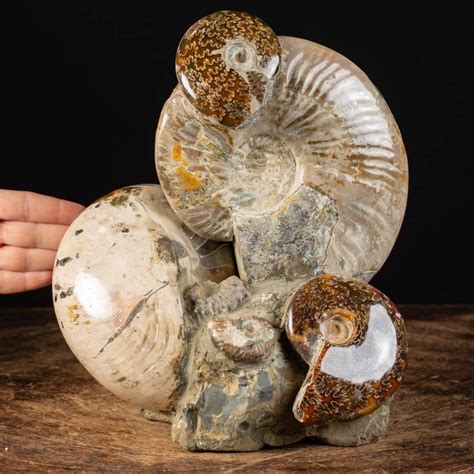 1. Ammonite Fossil: A Journey Through Time