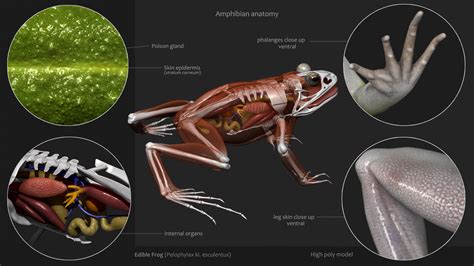 1. Amphibian Anatomy: