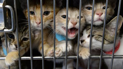 1. Animal Shelter and Adoption: