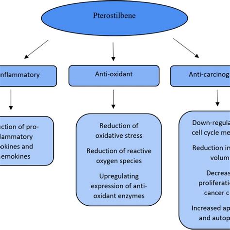 1. Anti-Inflammatory Properties