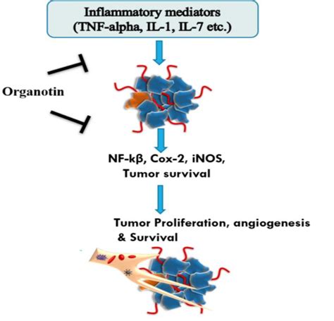 1. Anti-inflammatory Action: