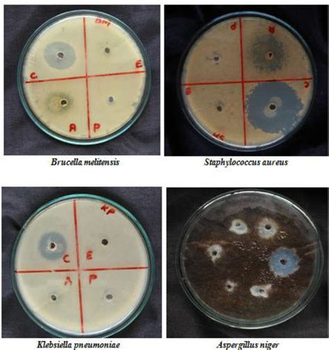 1. Antimicrobial Activity: