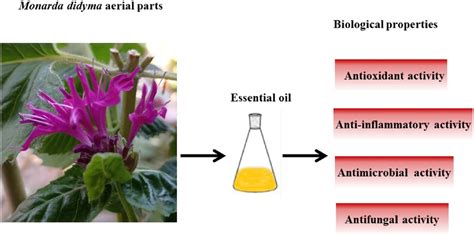 1. Antioxidant and Anti-Inflammatory Properties