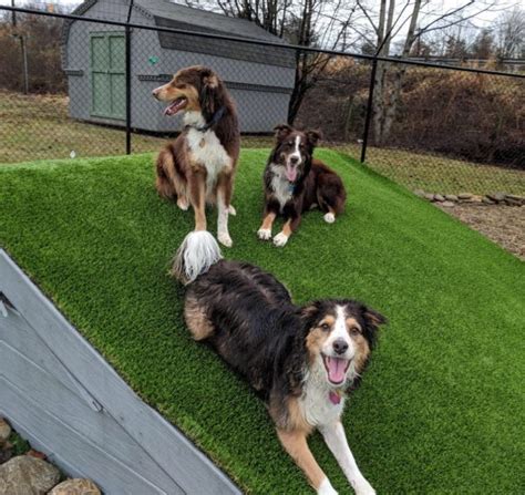 1. Asheville Dog Park and Daycare