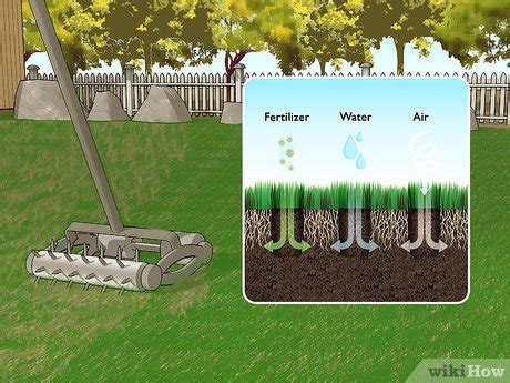 1. Assess Your Lawn