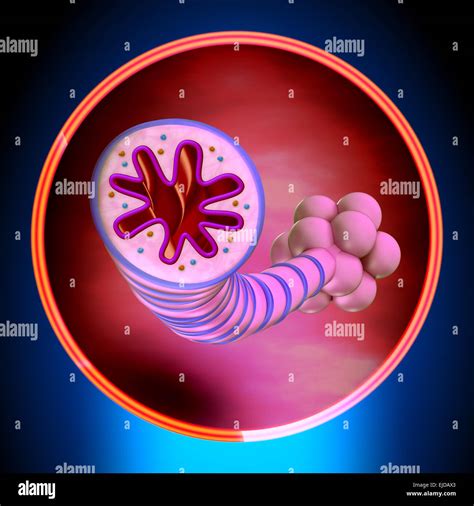 1. Asthma: A Chronic Inflammatory Condition