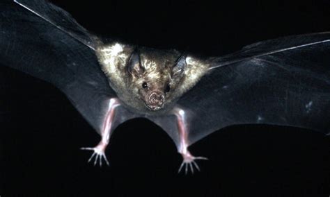 1. Bats Are Nocturnal Creatures