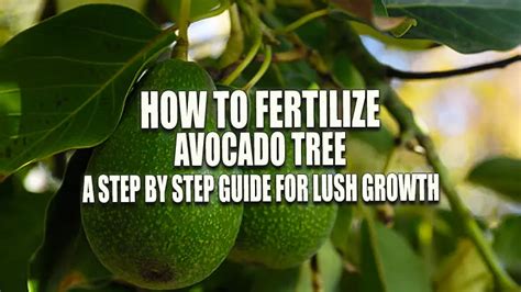 1. Benefits of Fertilizing Avocado Trees