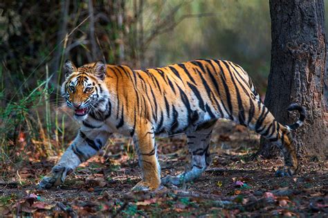 1. Bengal Tiger (Panthera tigris tigris)