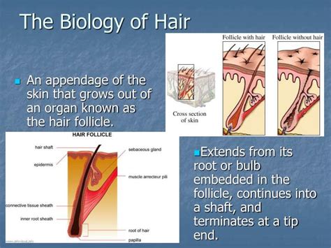 1. Biology of Hair