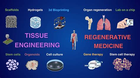 1. Biomedical Engineering: Regenerative Medicine and Tissue Engineering