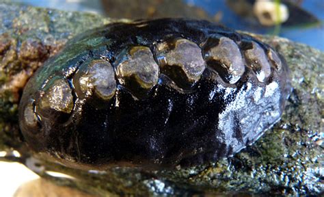 1. Black Chiton and Mantle: